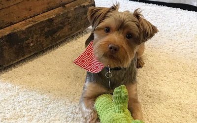 Why I Chose Stylish, Pet-Friendly Carpet