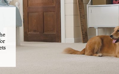 4 Tips for Selecting Pet-Proof Carpet